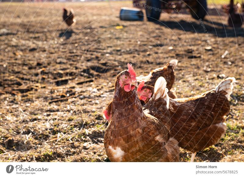 Free-range chickens fowls Laying hens Discontinuation Organic farm Agriculture Ecological Free-range rearing Farm Farm animal Keeping of animals eggs