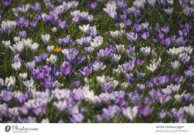 Spring | Crocuses in purple, white and yellow blooming spring flower Spring flower naturally Spring fever Nature Spring flowering plant Blossom crocus flowers