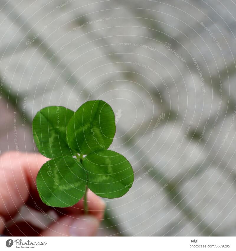 Good luck and very best birthday wishes for Willma Clover Cloverleaf four-leaf clover Four-leaved Happy Exceptional Good luck charm Plant Leaf Green Close-up