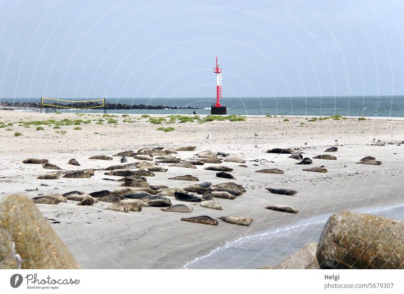 R for ... | Seals on the dunes of Heligoland seal Harbour seal Gray seal Helgoland duene Dune of Heligoland Beach Sand Lie chill Animal Mammal Many Water Ocean