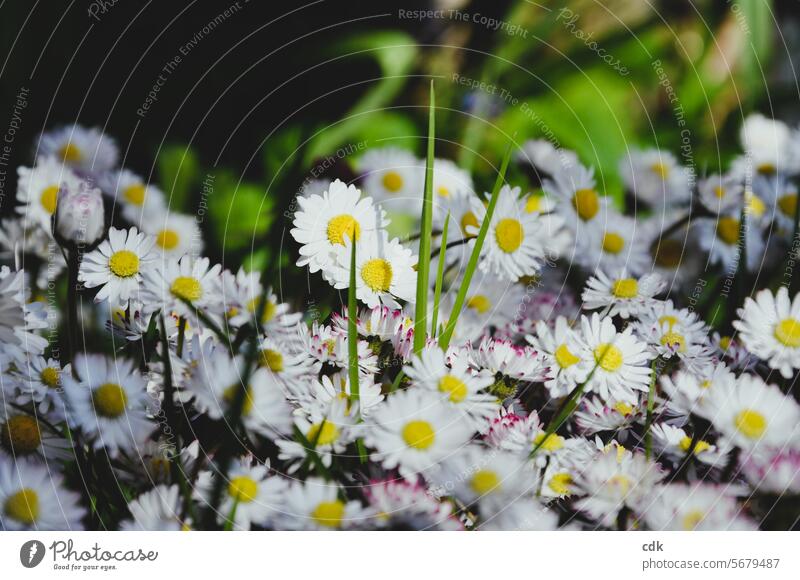 Daisies | close together, shining towards the sun. flowers blossoms Daisy Spring Nature Blossoming delicate blossoms heyday daylight naturally petals