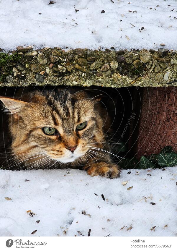 My Maine Coon cat is curiously hiding under our stairs. She has made a short trip outside, but she doesn't like the snow very much. Cat purebred cat pets Pelt
