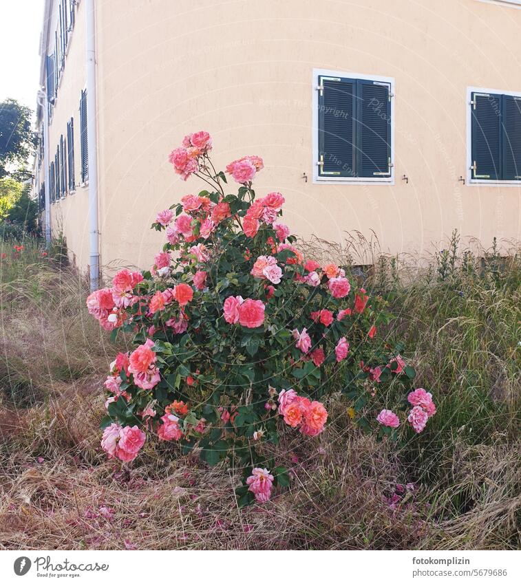 Rose bush in front of an old house rose bush Front garden Old building House (Residential Structure) Wild Facade Building roses Pink Blossoming romantic Romance