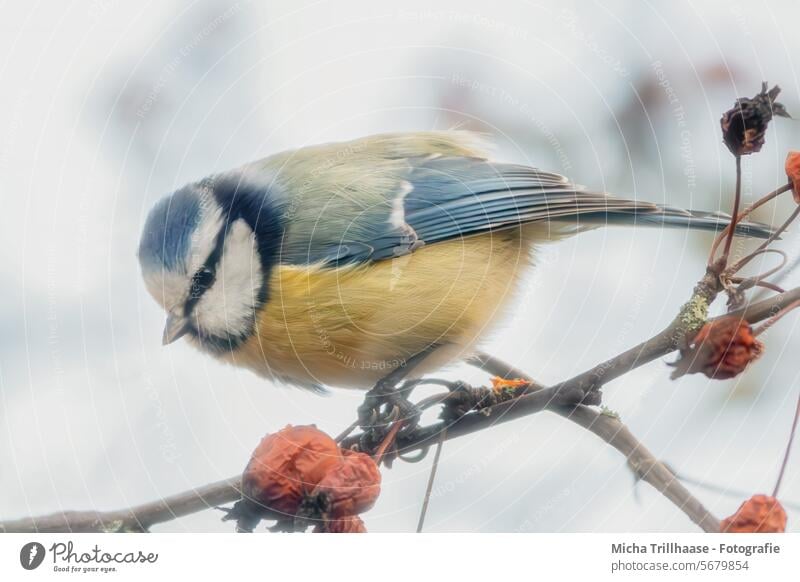 Blue tit in berry bush Tit mouse Cyanistes caeruleus Head Beak Eyes Feather Plumed Grand piano Animal face Bird Claw Wild animal Twigs and branches Berries