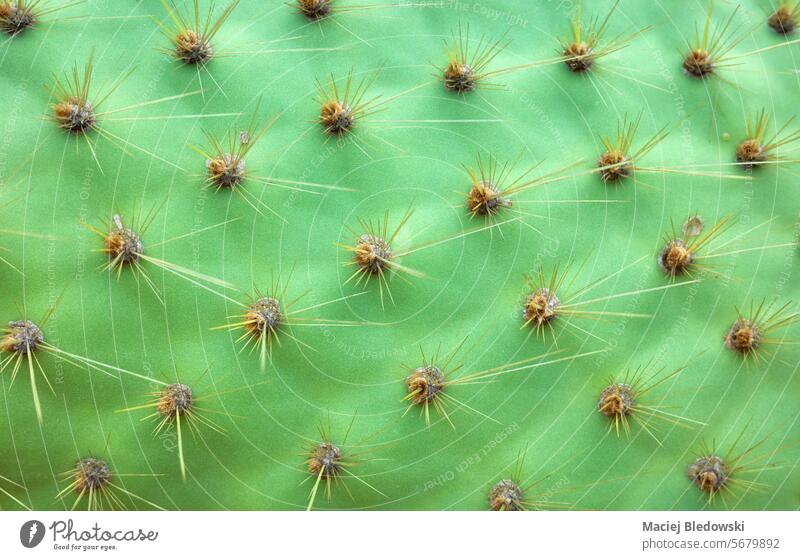 Close up photo of Opuntia galapageia pad with spines, selective focus, abstract nature background. leaf cactus thorn prickly opuntia Galapagos Ecuador plant
