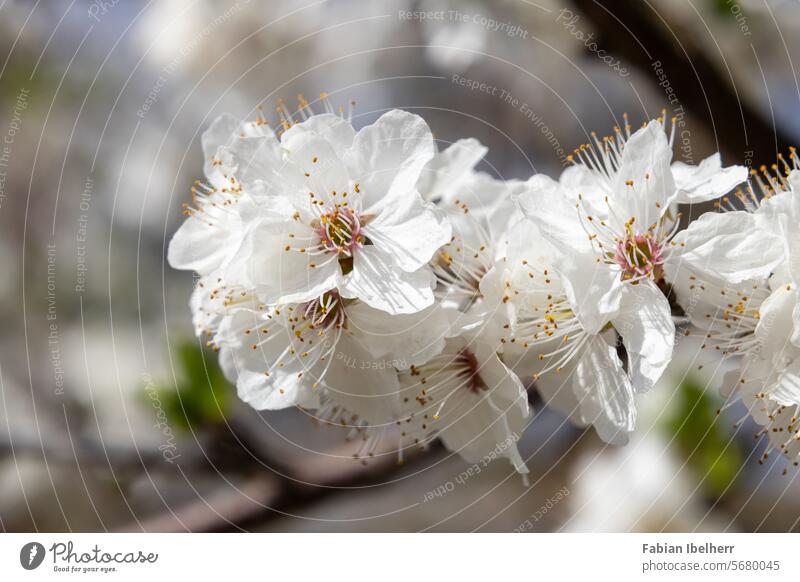 White blossoms on a fruit tree in spring Fruit trees Blossom Apple tree Pear tree Plum Garden Spring plum Germany