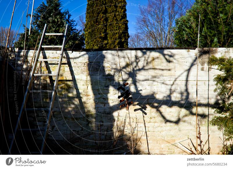 Wall in the garden Branch Tree Relaxation holidays Garden Hedge allotment Garden allotments Deserted Morning neighbourhood Nature Plant hoar frost Mature