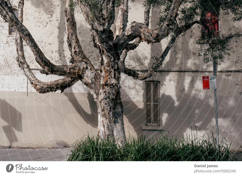 Shaggy tree next to old house Tree bark Street paperbark urban Structures and shapes Sign suburban Shadow Detail Window Wall (building)