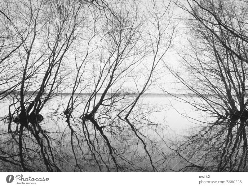 high water trees Inundated underwater Water level Flood twigs branches Growth Water reflection Reflection Mirror image Black & white photo Exterior shot