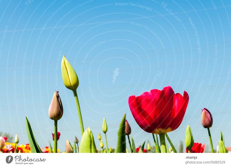 tulips Blue Sky Green Red Flower Tulip Plant Spring Garden Success Contrast Joy Ornamental plant Stalk Garden Bed (Horticulture) Blossom Beautiful weather