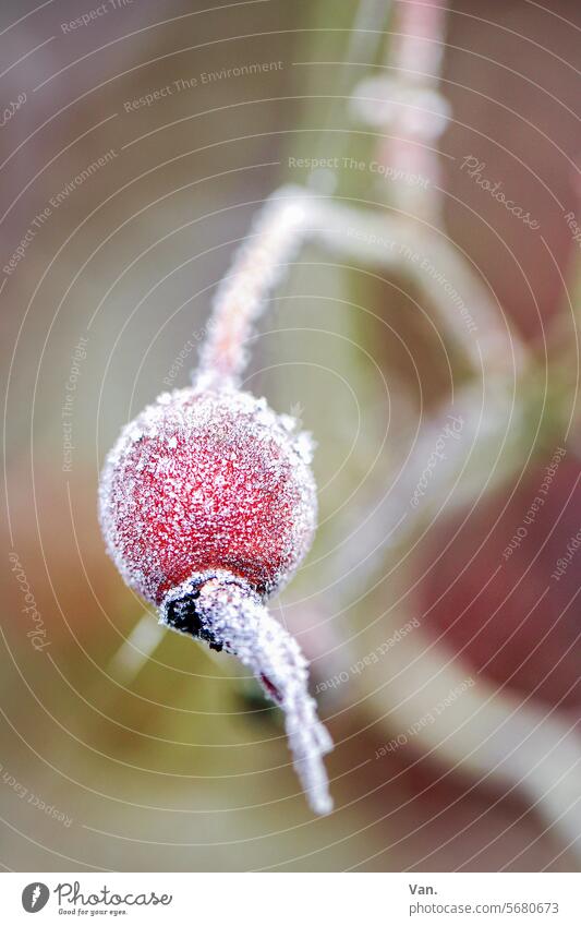 Frost is back Cold Hoar frost rose hip Red White Nature Winter Frozen Ice crystal Colour photo chill Plant winter Close-up