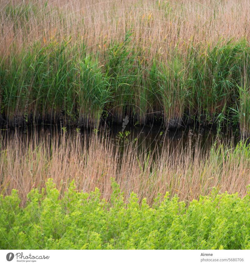 R for... | row by row Nature Calm Wet River bank Water reed Meadow Common Reed Pond Damp Environment Plant Bog Aquatic plant wetland Green Brown Juncus series