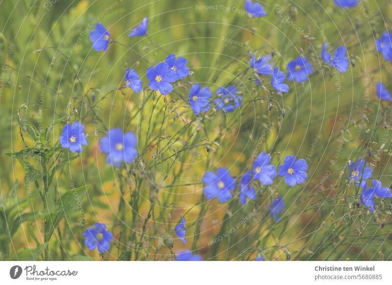 Blue flowers in the natural garden blue blossoms Flax Perennial Flax Summer Linum Flax plants Nature Blossom linseed blossoms blue canvas beautifully