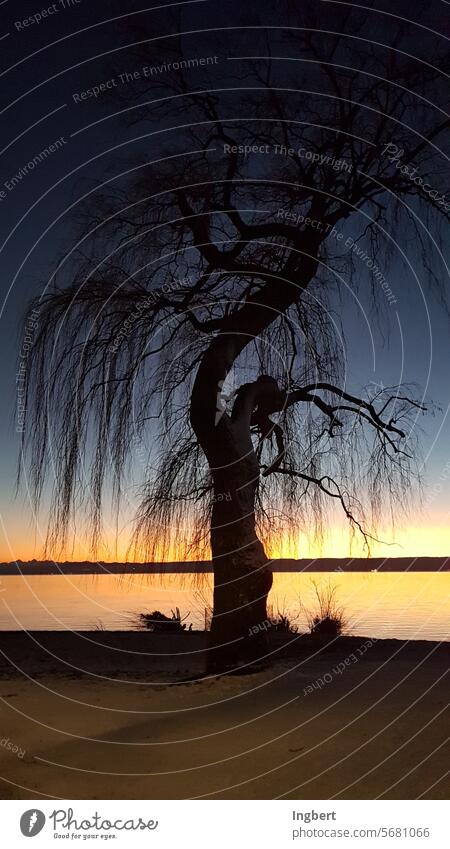 Willow tree in winter at sunset by the lake willow tree Sunset Winter Lake Twilight silent tranquillity