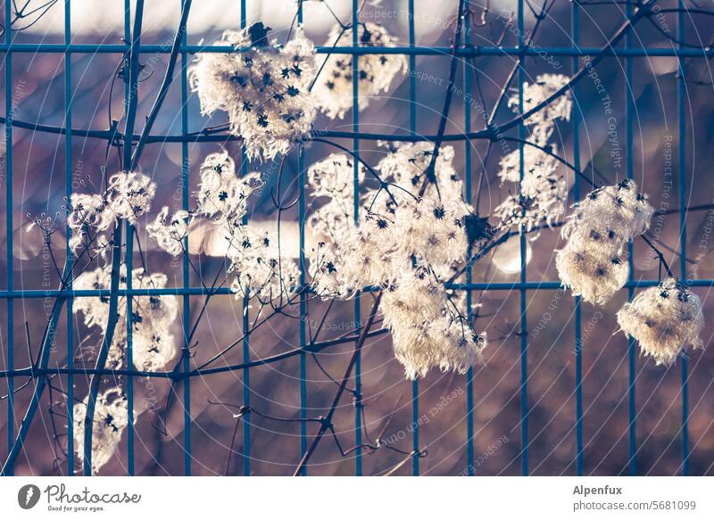 onlookers Fence blossoms Tendril plushy Nature Plant Exterior shot Blossom Garden Flower Close-up naturally Spring Spring fever Detail Summer Deserted