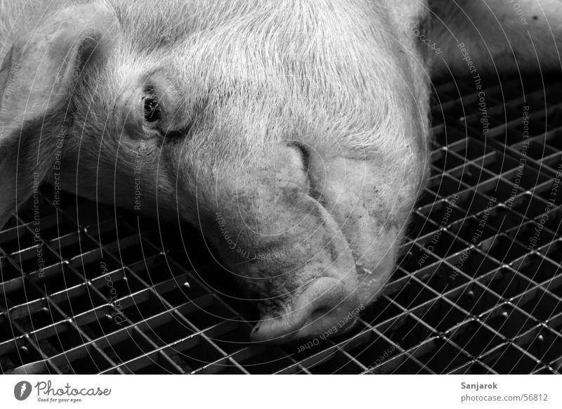 Life is beautiful Swine Killing Slaughterhouse Butcher Grating Bleed to death Blood Brutal Meat Look of death Grief Animal portrait Swinishness Death pig pork