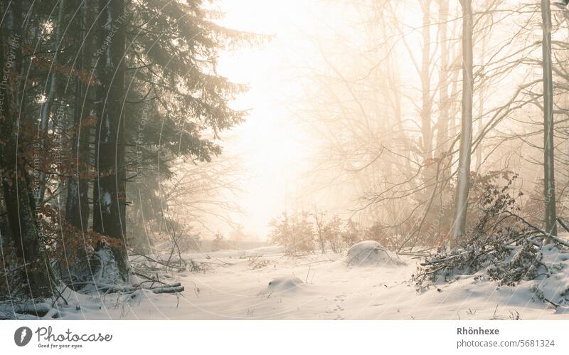Fog in the winter forest with magical sunlight Winter's day Winter walk Winter mood Winter forest Mysterious Fabulous Germany Enchanted forest silent Weather