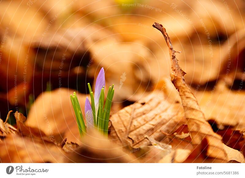 The little crocus struggles powerfully through last year's old autumn leaves towards the sun and delights me with its bright colors and the message that spring is approaching.