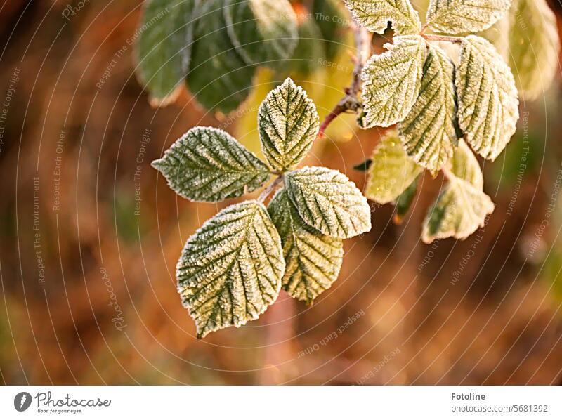 The leaves are beautifully frosty and covered in hoarfrost. But the green is still coming through the frosty layer. Frost chill Winter winter Small Leaf Rachis