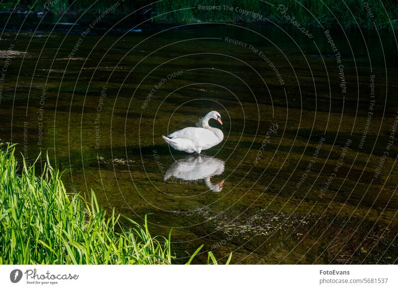 A swan in the water of a small river Cygnus living being copy space white stream duck nature Germany day plumage species of bird background feather animal wild