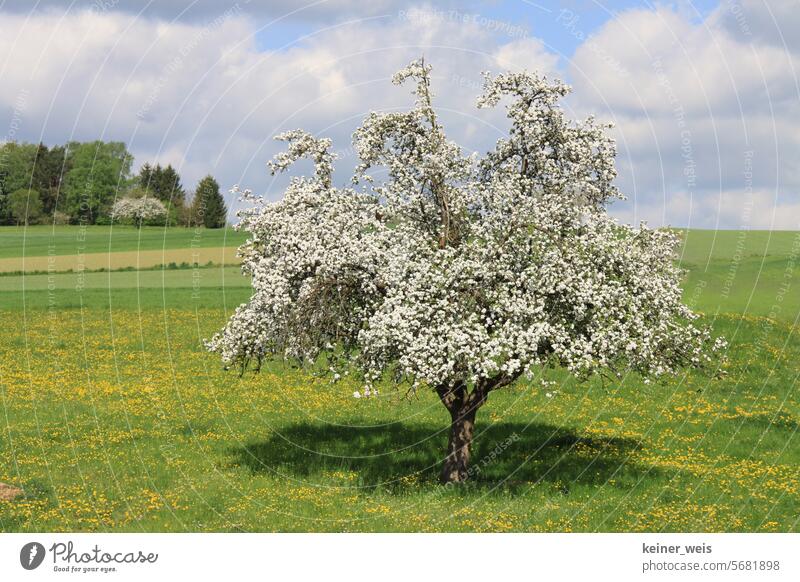 The apple tree blossoms in spring on a green meadow full of yellow dandelions Apple tree blooms Spring Apple Blossom Tree Meadow Apple blossom Nature