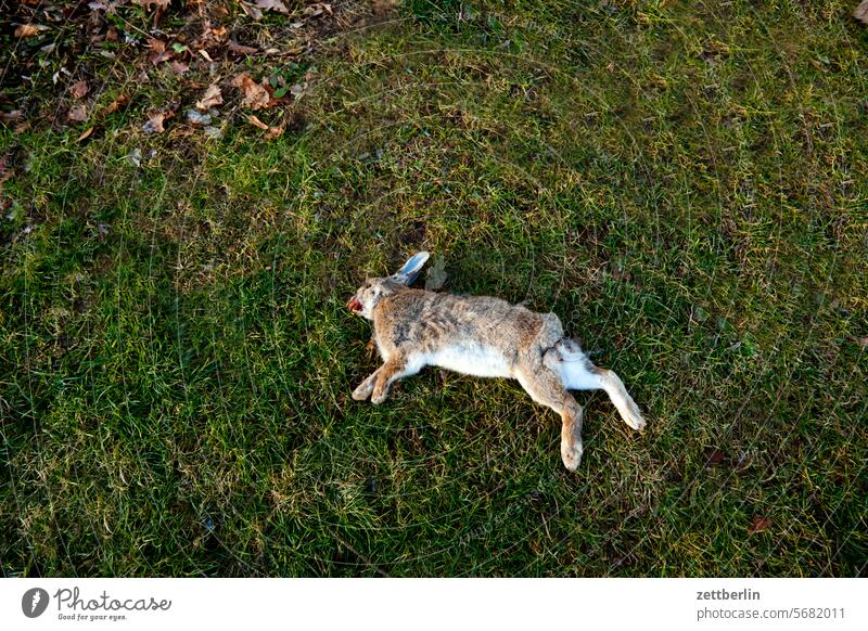 rabbit Pelt Grass cadaverous circulation Corpse Lie Nature Fur-bearing animal Lawn Death dead Accident Meadow run sb./sth. over wild rabbits