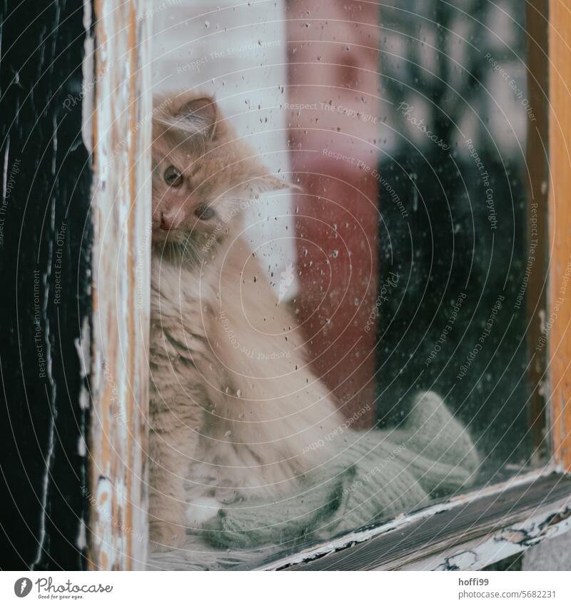 a cat behind a window with raindrops looks down onto the sidewalk with interest Cat Window pane rainy windowlike interested view inquisitive look down