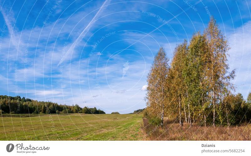 Lively landscape in early fall. Rich blue sky over the pasture. Nature Forest Landscape Sky Outdoors Blue Peaceful To fall colourful Autumn background Leaf Calm