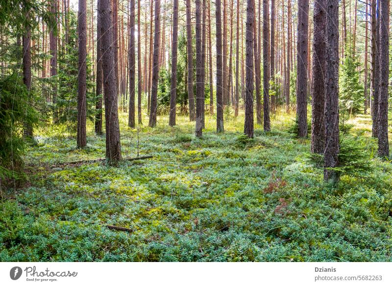 A pine forest on a summer day in August. Slender pines and lingonberry undergrowth view tree nature august green landscape nobody grass beautiful slender bright