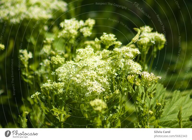 Closeup of whitetop flowers with selective focus on foreground green herb nature plant perennial closeup leaf botanical flora environment blooming wild plant
