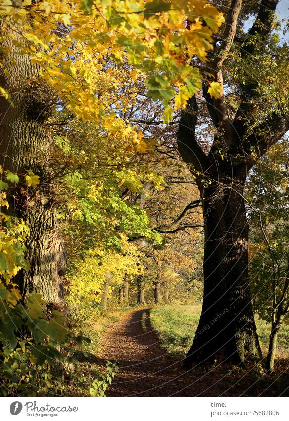 Forest path in autumn light off forest path sunny Autumn foliage Tree Tree trunk Autumn leaves Oak tree take a walk Hiking Idyll Nature Landscape Lanes & trails