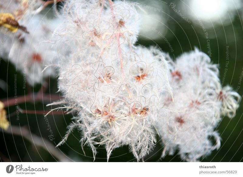 The beauty of the ugly Autumn Multicoloured Plant Blossom Beautiful Transience Think Cotton grass Tree Blossoming Macro (Extreme close-up) Exterior shot