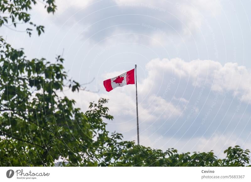Flag of Canada flag Ensign Ontario Maple tree Leaf Maple leaf Pride Nature Sky Green Green foreground Clouds Sunlight Colour photo Exterior shot Patriotism Blow