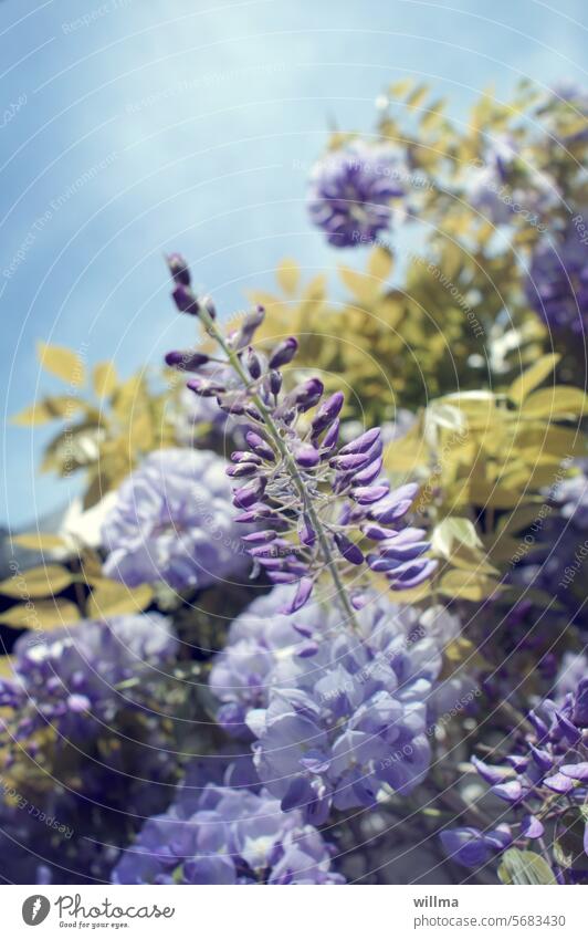 Blue rain in Karlstein Blossoming Violet Fabaceae Farboideae Glycine Wisteria Insect pasture racemose inflorescence creeper venomously Poisonous plant Spring
