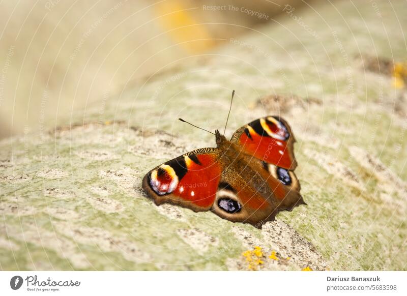 A peacock butterfly sits on a birch tree, eastern Poland sitting wing insect brown closeup summer nature wildlife animal beautiful colorful pattern wood bark