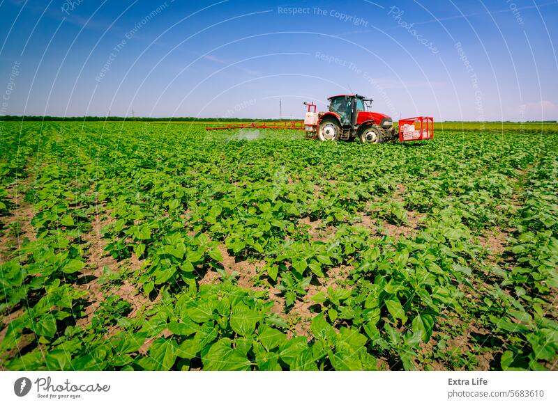 Tractor as spraying field of sunflower, as waving in wind, with sprayer, herbicide and pesticide Aerosol Agricultural Agriculture Agronomy Biochemical Biohazard