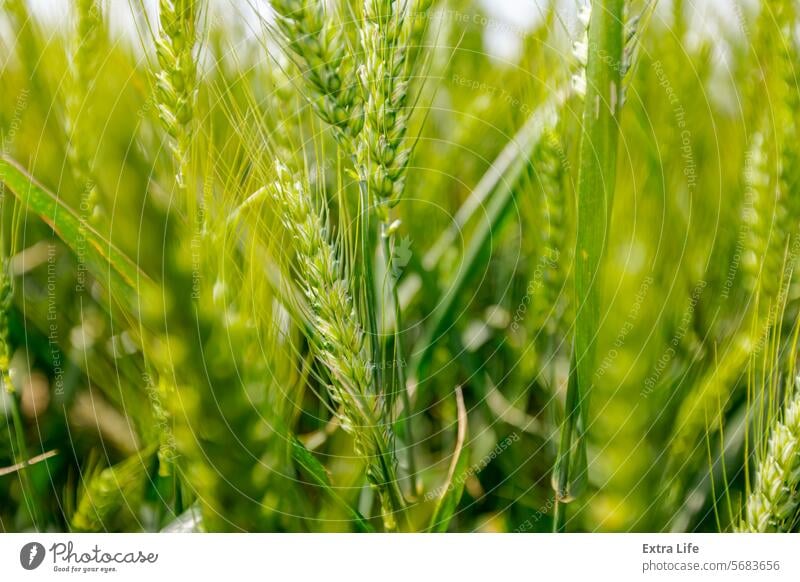 Agricultural crop field of young wheat ears close-up are waving in wind Agriculture Agronomy Barley Blow Breeze Cereal Close-Up Crop Cultivated Detail Ear Farm