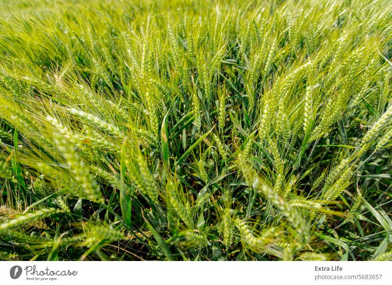 Agricultural crop field of young wheat ears close-up are waving in wind Above Agriculture Agronomy Barley Blow Breeze Cereal Crop Cultivated Ear Farm Farming