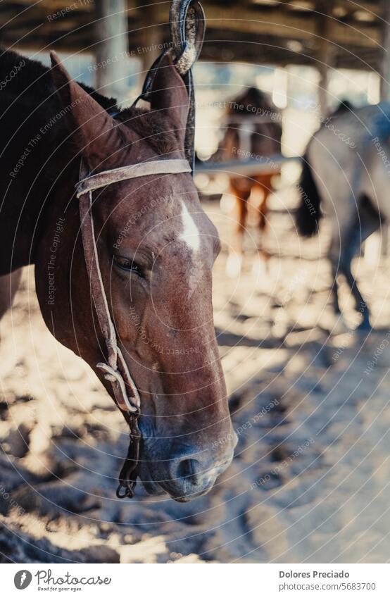 Portrait of a brown Creole horse animal animal picture background beautiful beauty black bridle calm closeup cute dark domestic domesticated equestrian equine