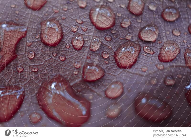 raindrops on the red leaf in rainy days in autumn season, red background lines veins leaf veins nature natural backgrounds water wet texture textured abstract