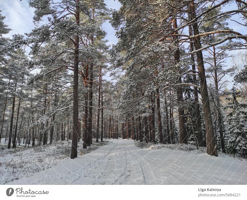 Road between trees in winter road Country road Weather Snow layer Pinaceae environment plant outdoor nature Frozen Winter's day chill Cold