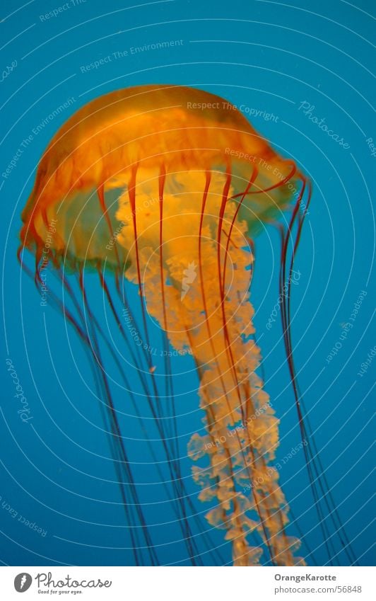 Australian Jellyfish Ocean Poison Dangerous Animal stinger Blue Threat Contrast