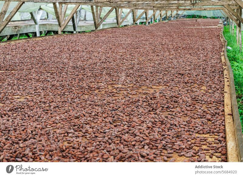 Cacao beans drying in the sun at Roça Diogo Vaz cacao roça diogo vaz chocolate plantation agriculture produce harvest industry cocoa pod natural organic