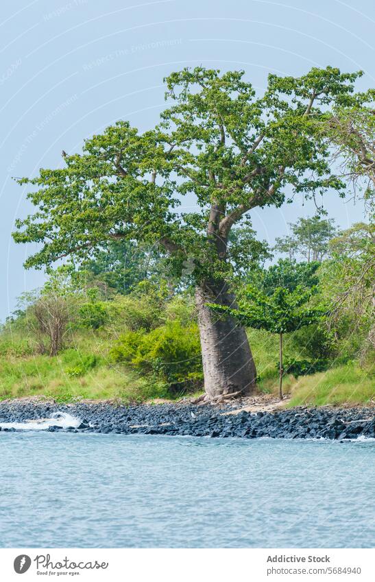 Majestic Baobab Tree by the Shore at Praia Emilia baobab tree praia emilia shoreline rocky coast nature landscape solitary thick trunk lush canopy clear sky