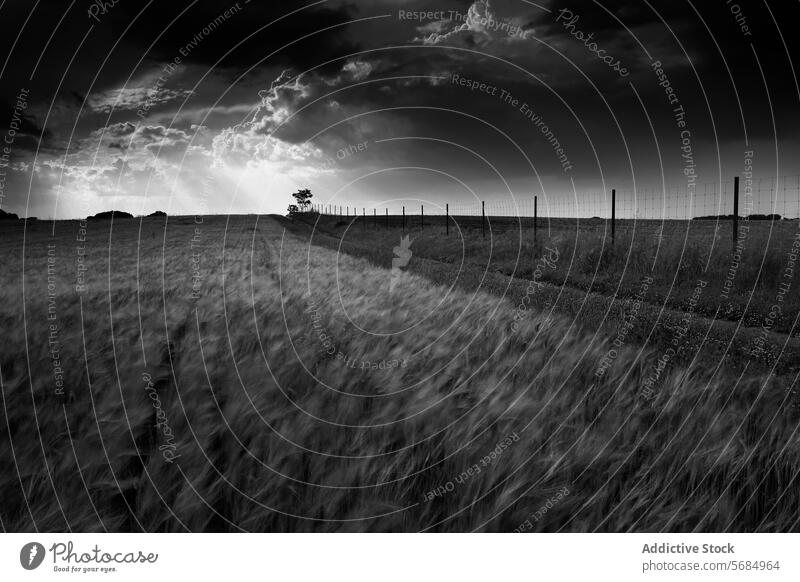 Dramatic black and white La Mancha landscape la mancha spain castilla la mancha monochrome dramatic sky storm cloud sunlight field wheat agriculture nature tree