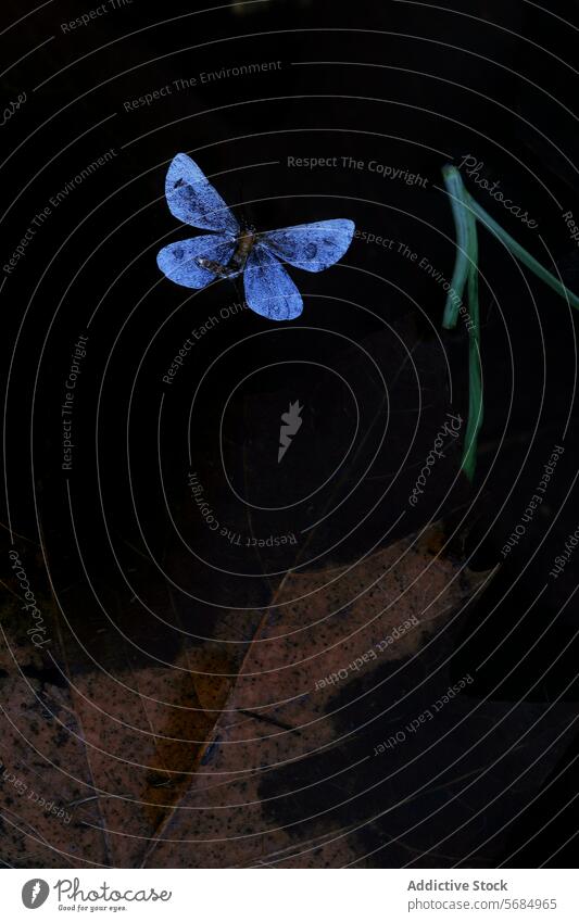 Ethereal blue butterfly on a dark background leaf grass tranquility nature wing delicate insect ethereal wildlife serene close-up macro natural environment