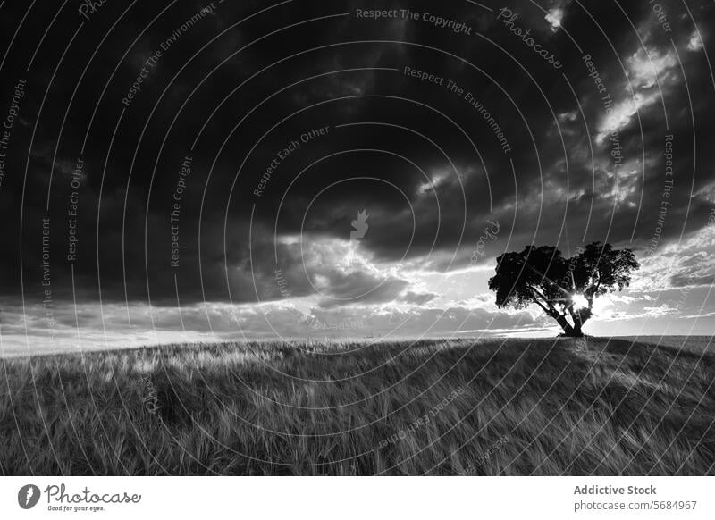 Dramatic Sky and Solitary Tree in La Mancha Landscape landscape black and white dramatic sky solitary tree wheat field la mancha castilla la mancha spain nature