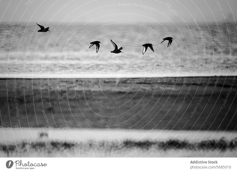 Silhouetted Sandpiper birds flying over serene waters at dusk sandpiper flight silhouette tranquil monochrome calm wildlife nature hazy background