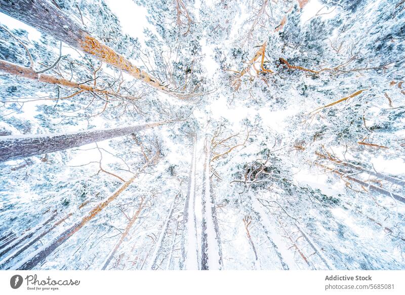 Enchanting snow-covered trees in Guadarrama National Park winter landscape national park of guadarrama spain forest nature scenic beauty tranquil serene