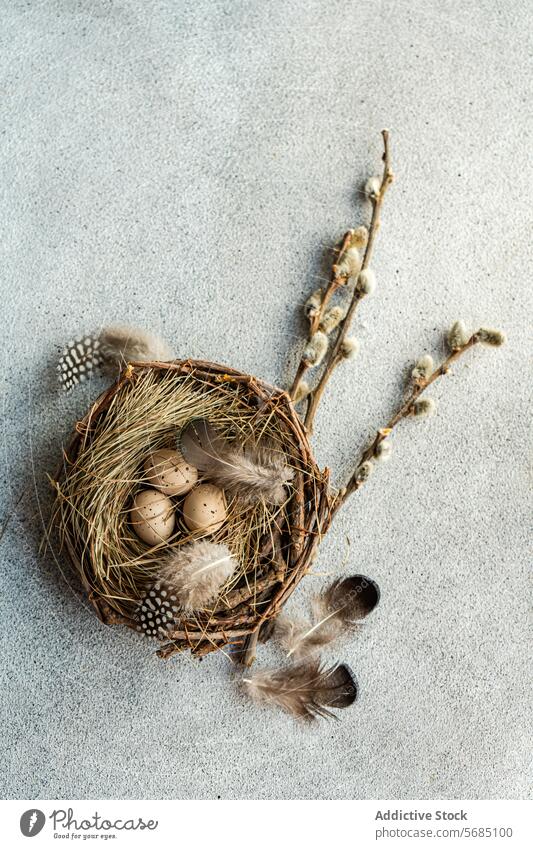 From above of rustic Easter flatlay with a nest of speckled eggs, feathers, and pussy willow branches on a textured grey backdrop spring holiday tradition